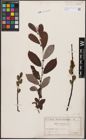 Foto von Salix cinerea L.